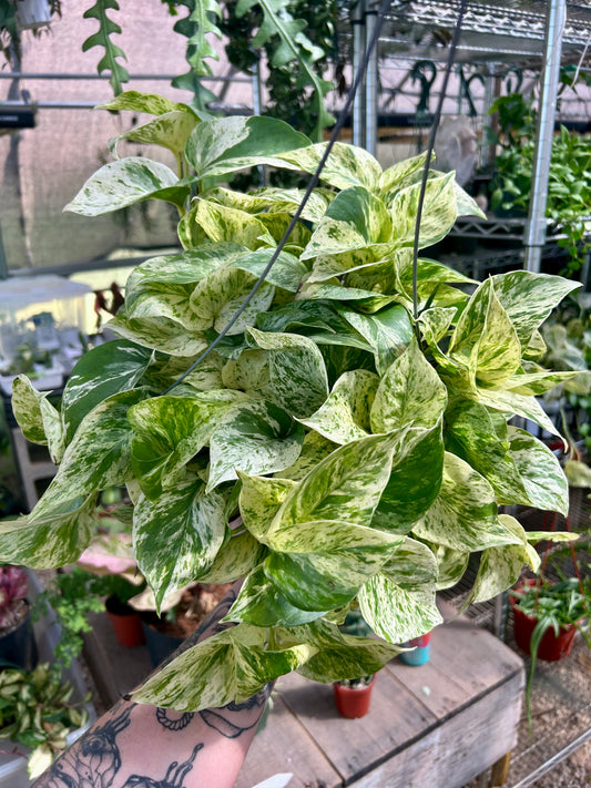 Snow Queen Pothos