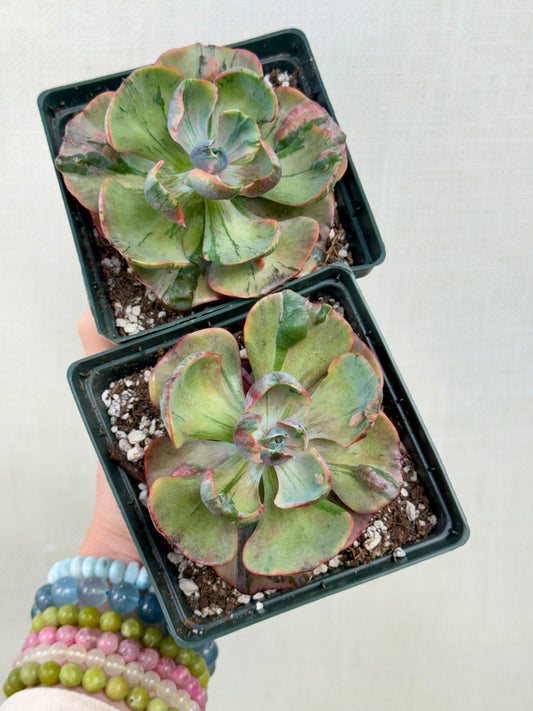 Echiveria Beyoncé Variegated
