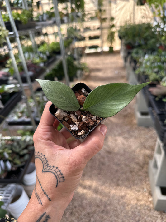 Hoya Polyneura Silver