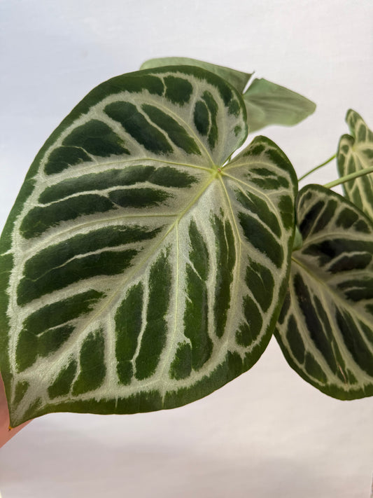 Anthurium Dorayaki Silver