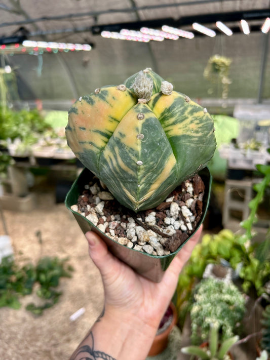 Variegated Astrophytum