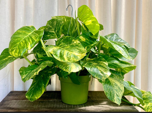 Giant Hawaiian Pothos
