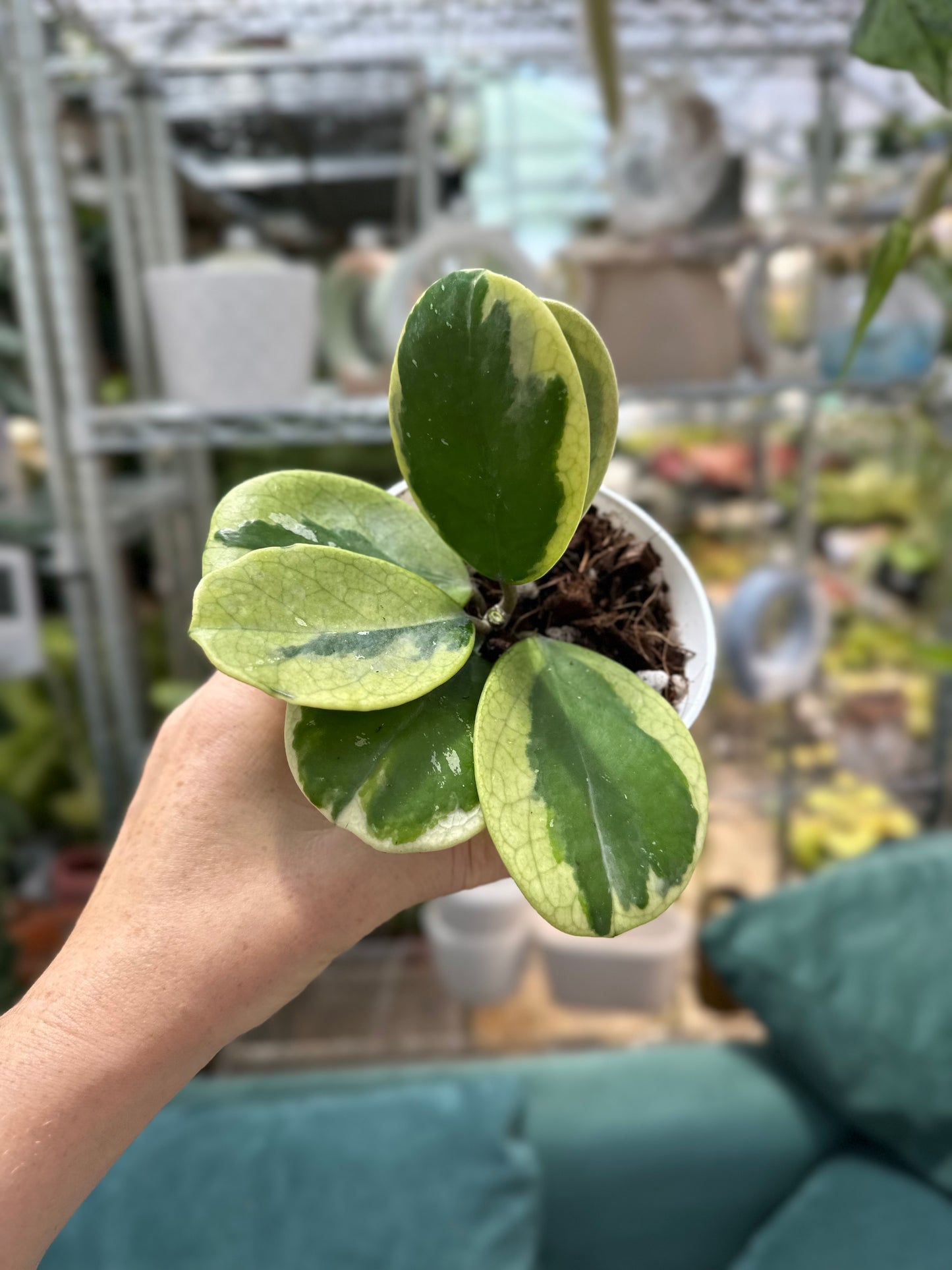 Variegated Obovata White