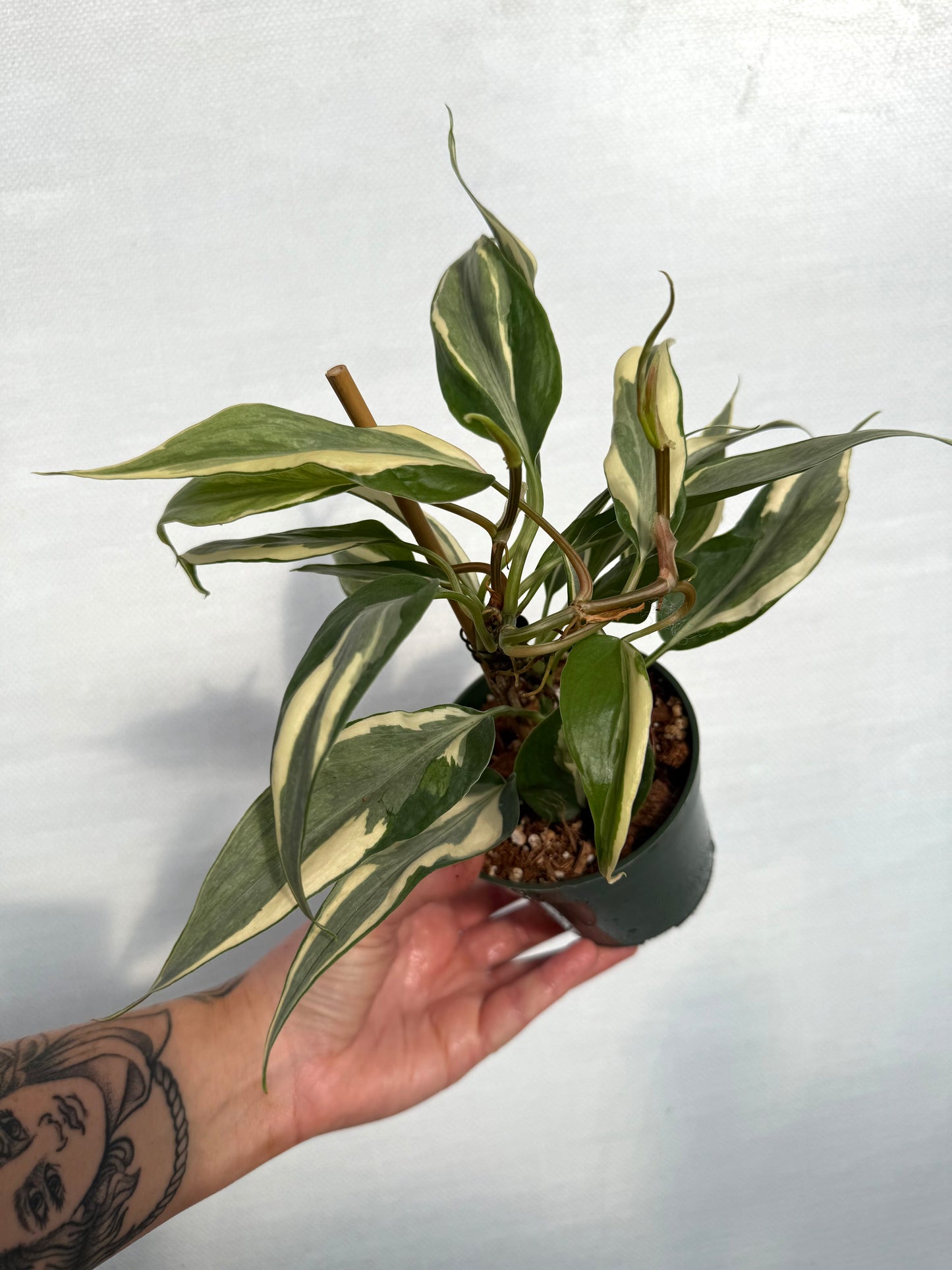 Rio Philodendron