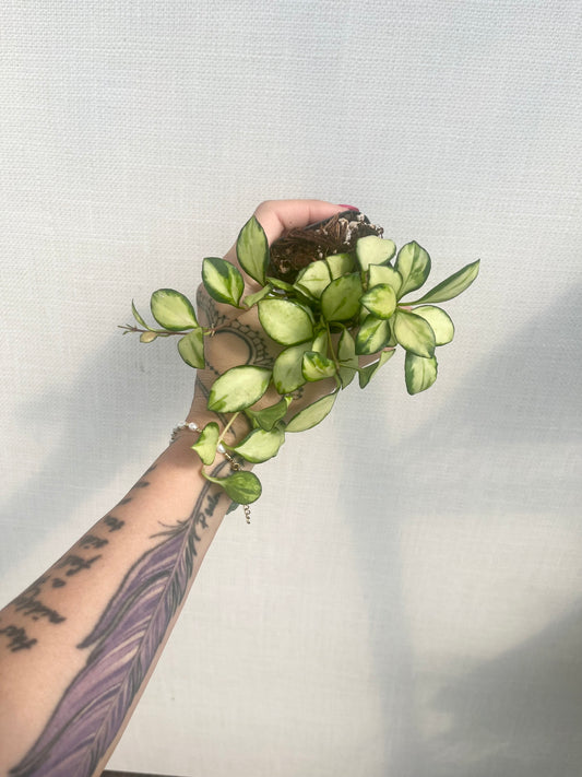 Hoya Heuschkeliana Variegated