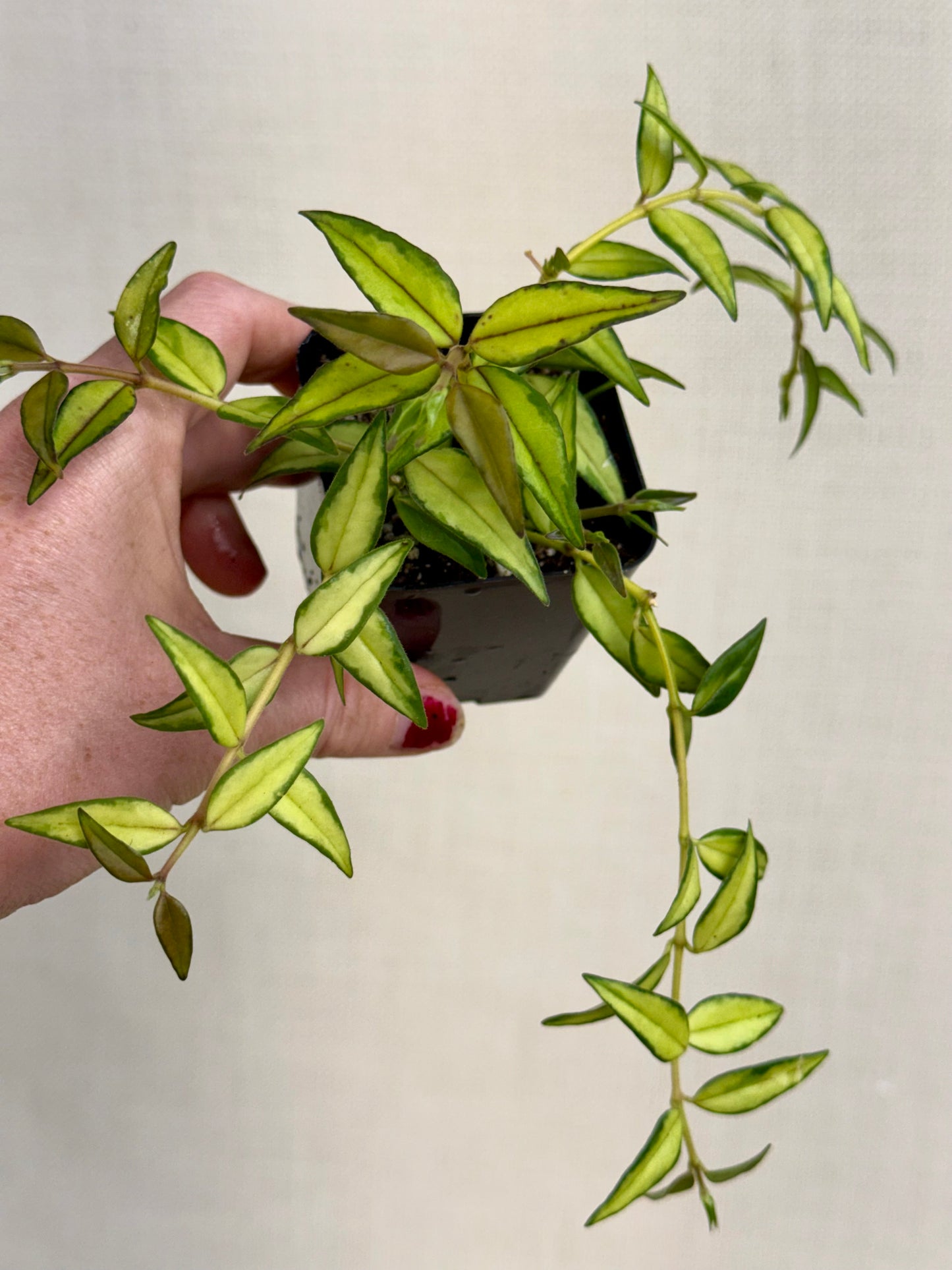 Inner Variegated Bella