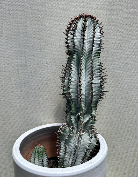 Euphorbia Snowflake