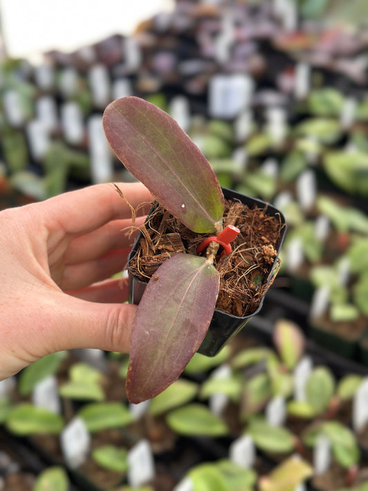 Hoya Blashernaezii