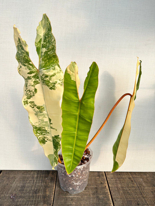 Philodendron Billietiae Variegated