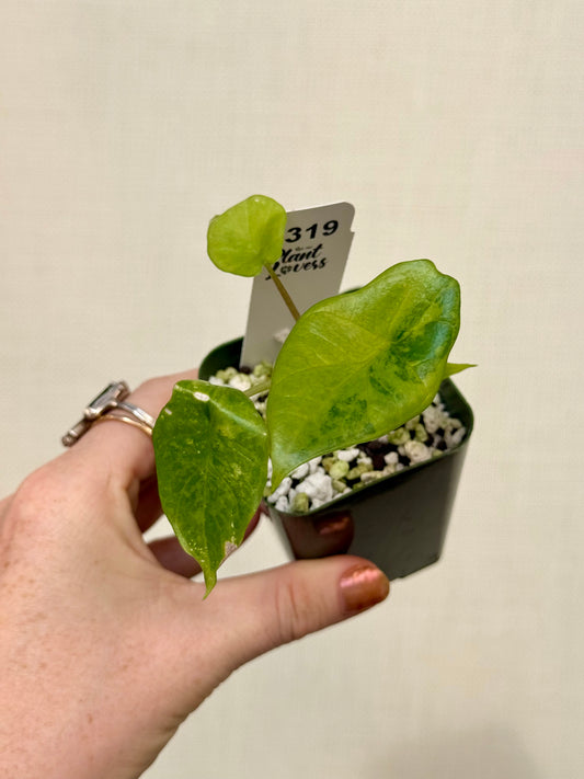 Alocasia Scalprum Aurea