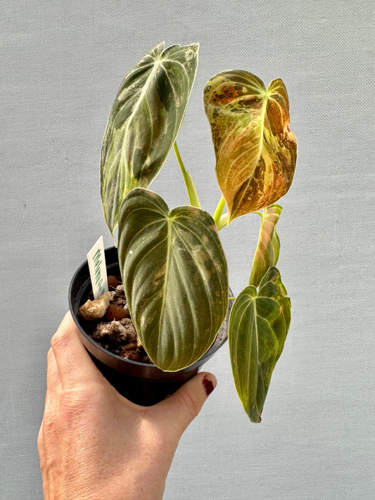Variegated Philodendron Melanochrysum