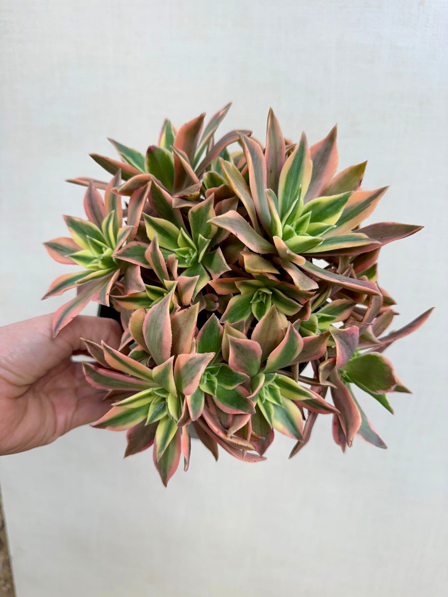 Aeonium Japanese Maple