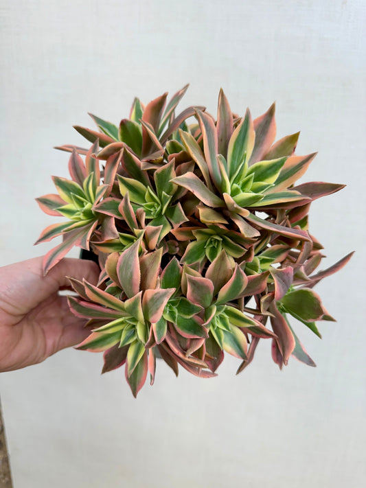 Aeonium Japanese Maple