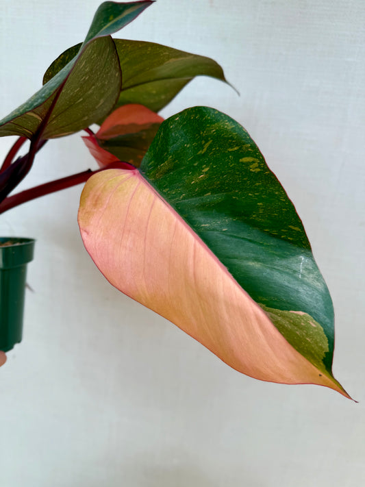Orange Princess Philodendron