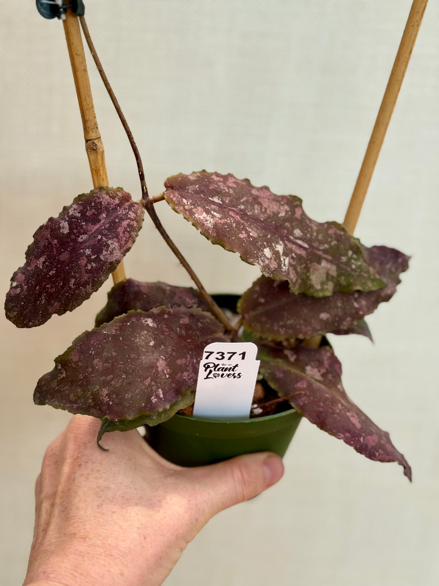 Hoya Undulata