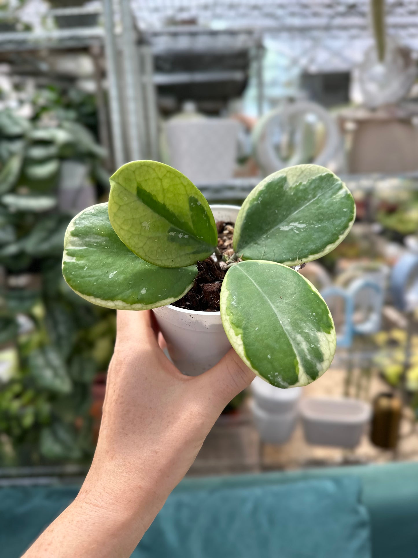 Variegated Obovata White