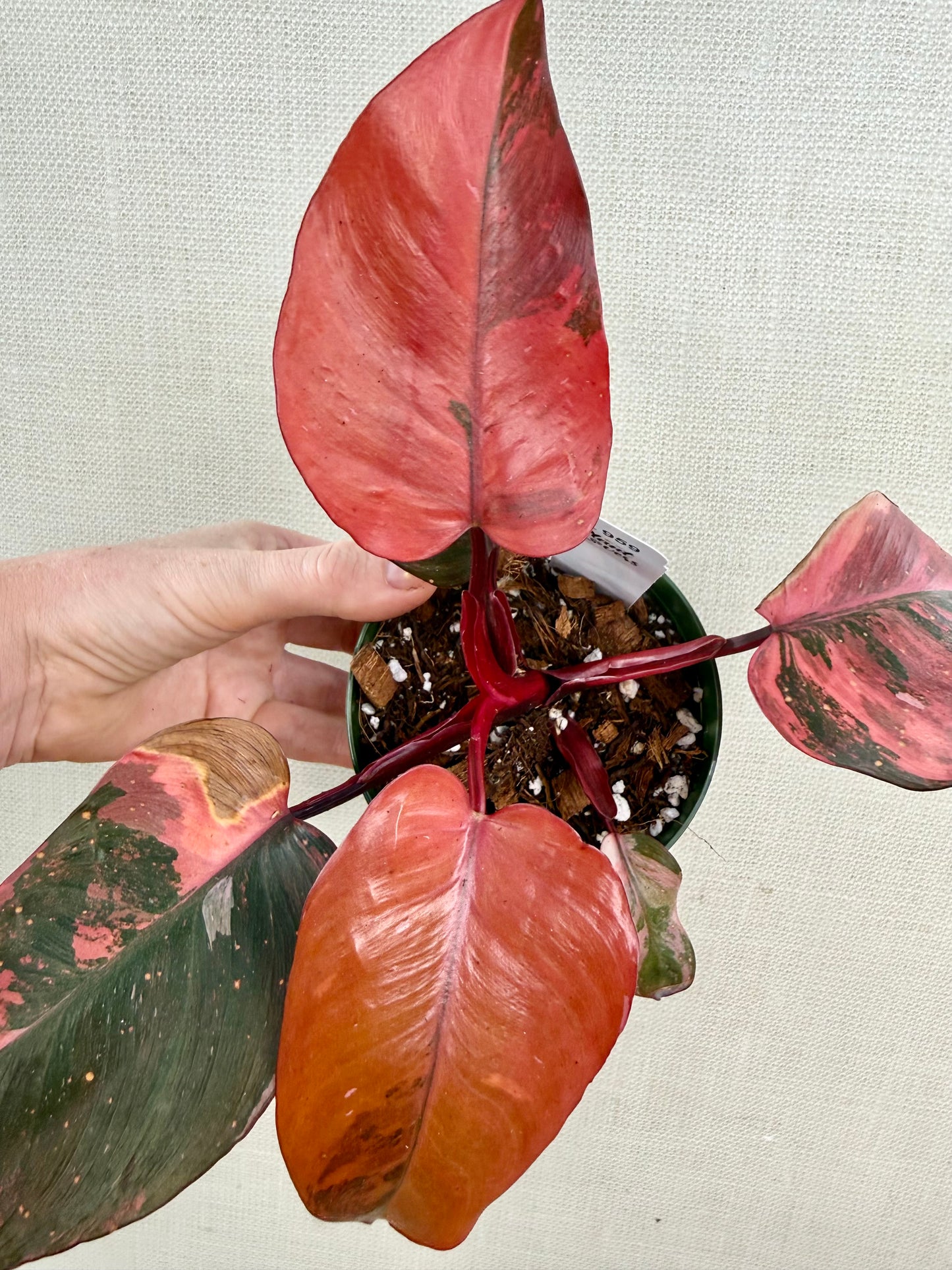 Philodendron Princess of Fire