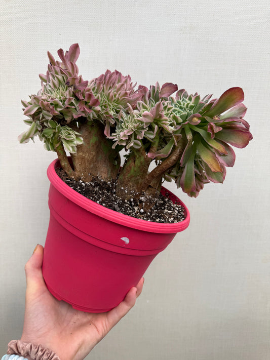 Aeonium White Phoenix Crested