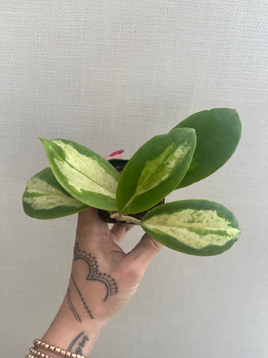 Hoya Incrassata ‘Moonshadow’