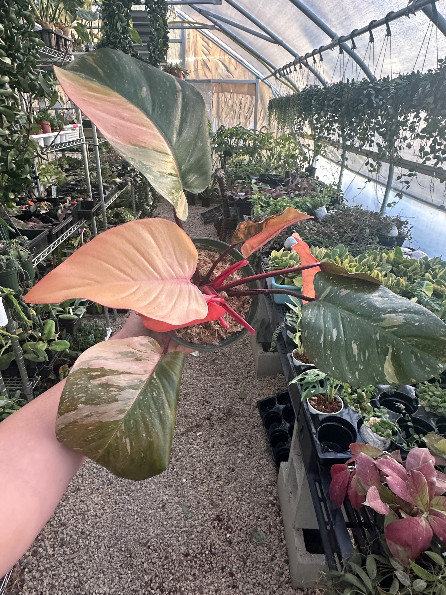 Orange Princess Philodendron