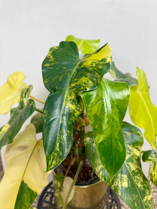 Variegated Philodendron Domesticum