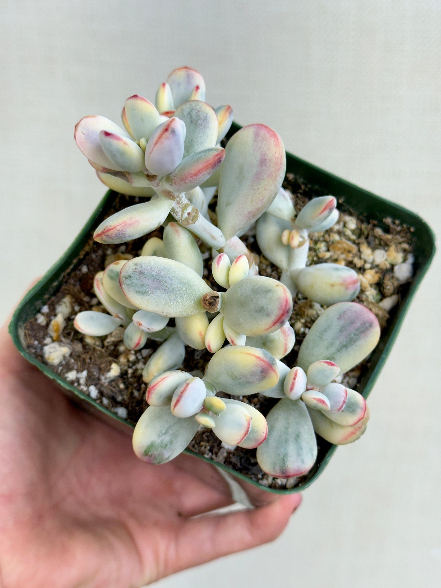 Variegated Cotelydon