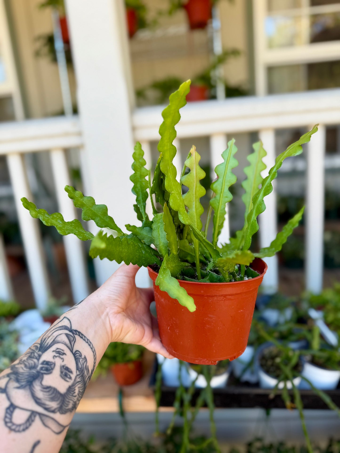 Ric Rac Cactus