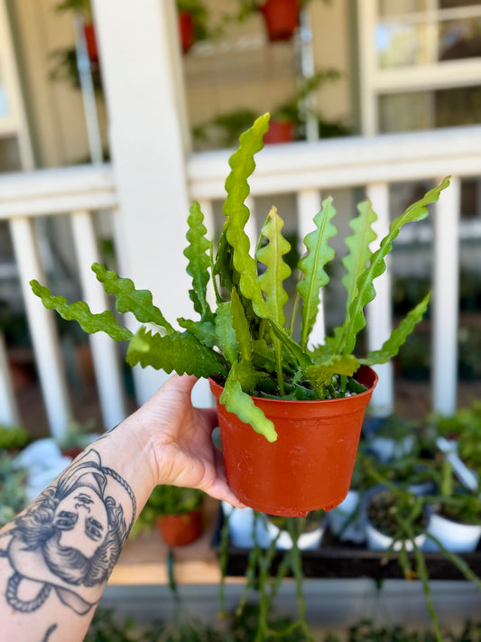 Ric Rac Cactus