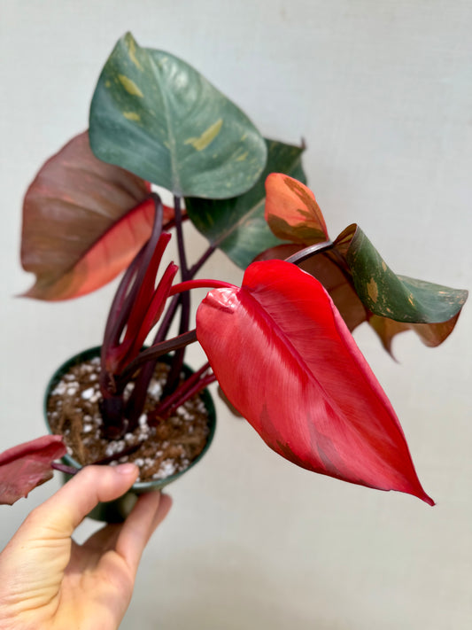 Orange Princess Philodendron