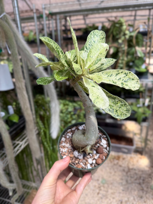 Variegated Desert Rose