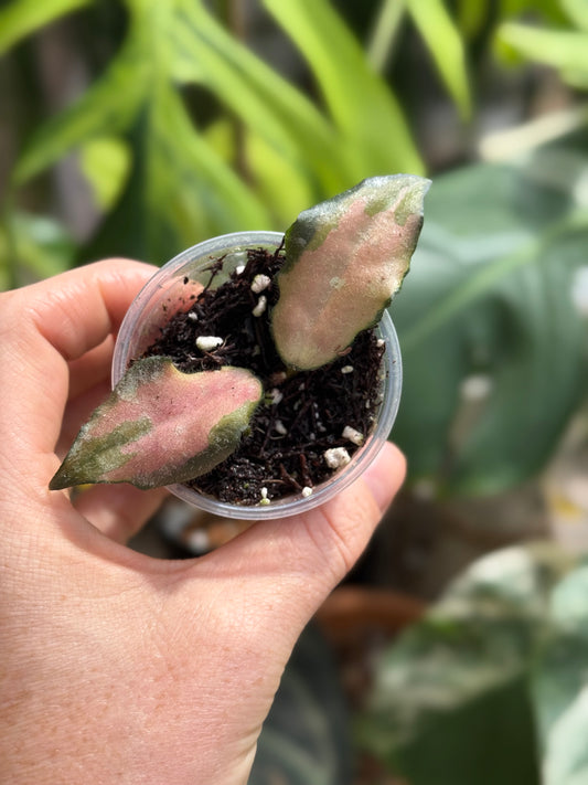 Variegated Caudata