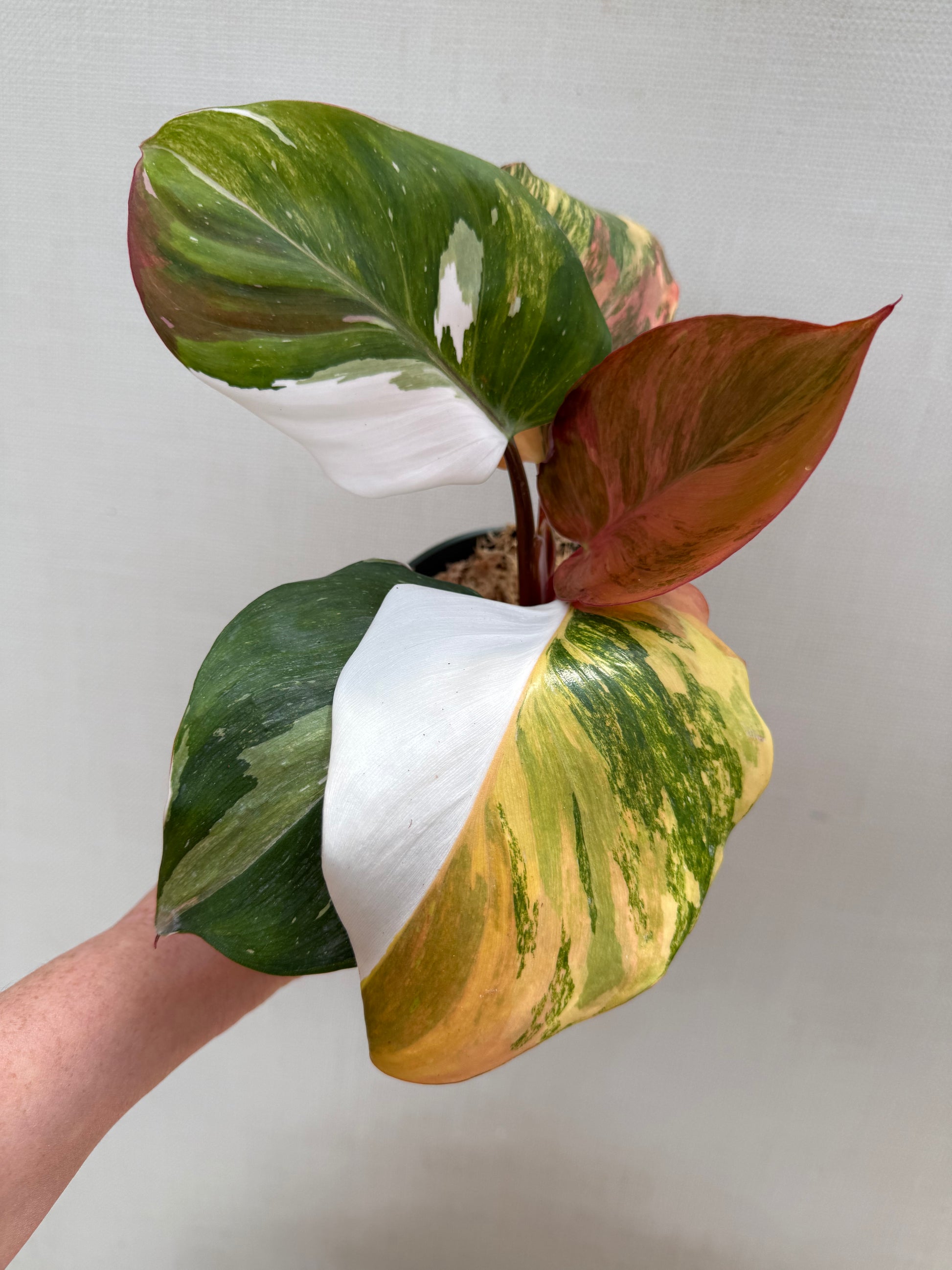 philodendron white knight White Knight Tricolor