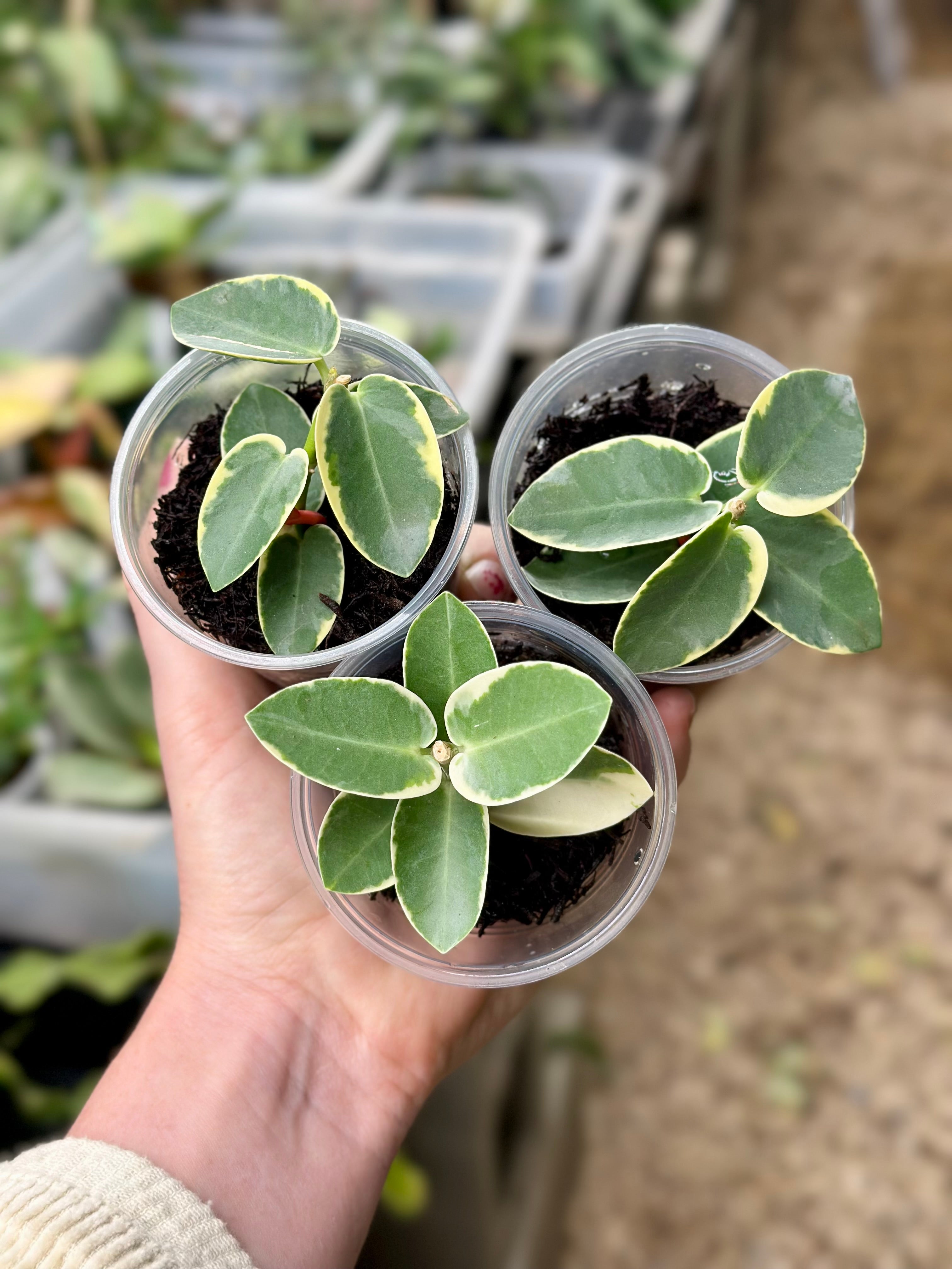 858CEC5A-5A16-4E0C-9633-