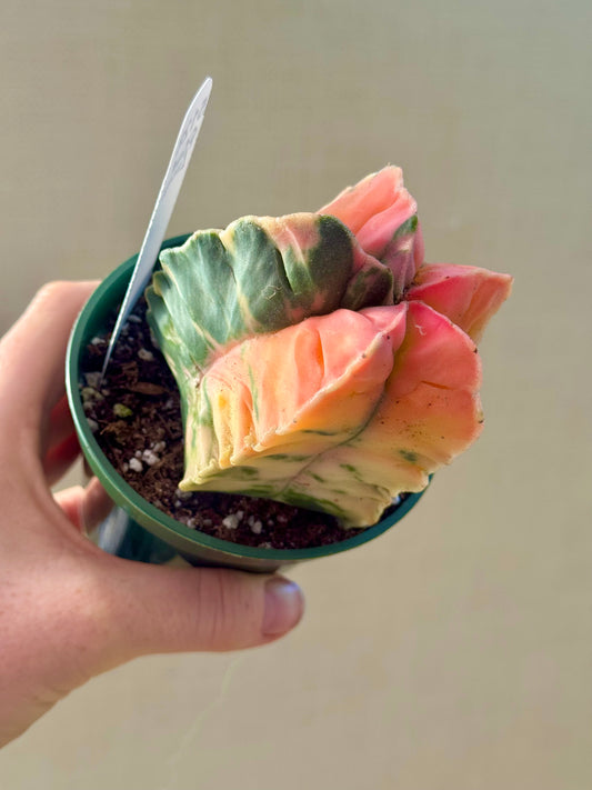 Variegated Astrophytum Myriostigma