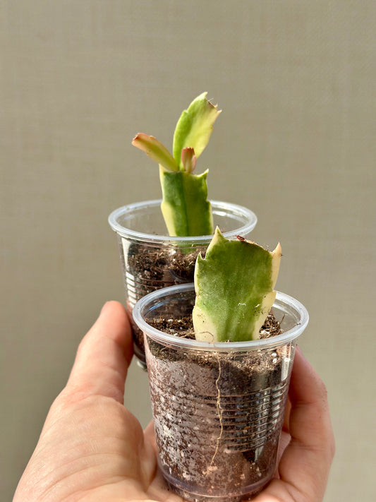 Variegated Christmas Cactus