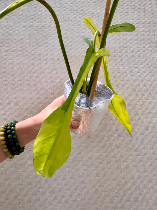 Variegated Joepii