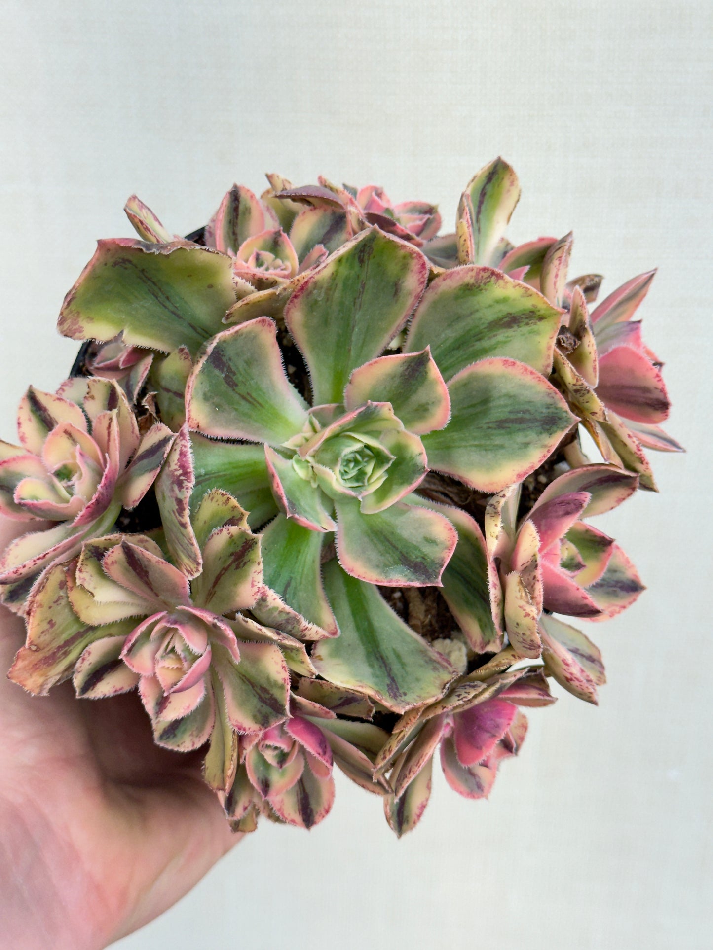 Aeonium Blue Procelain