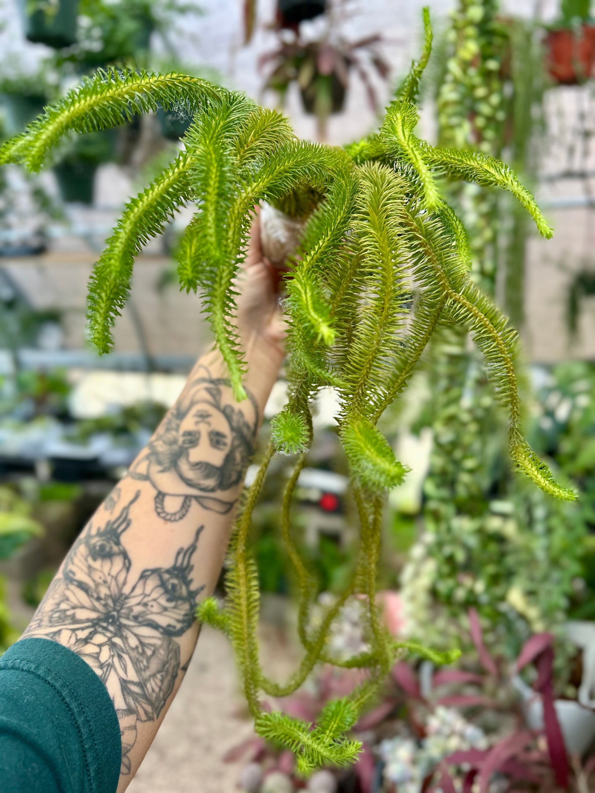 hang hong plant Huperzia