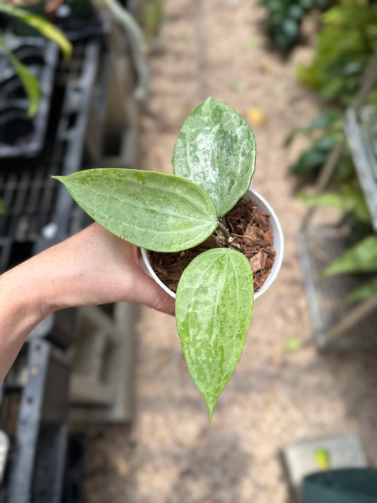 Latifolia Silver