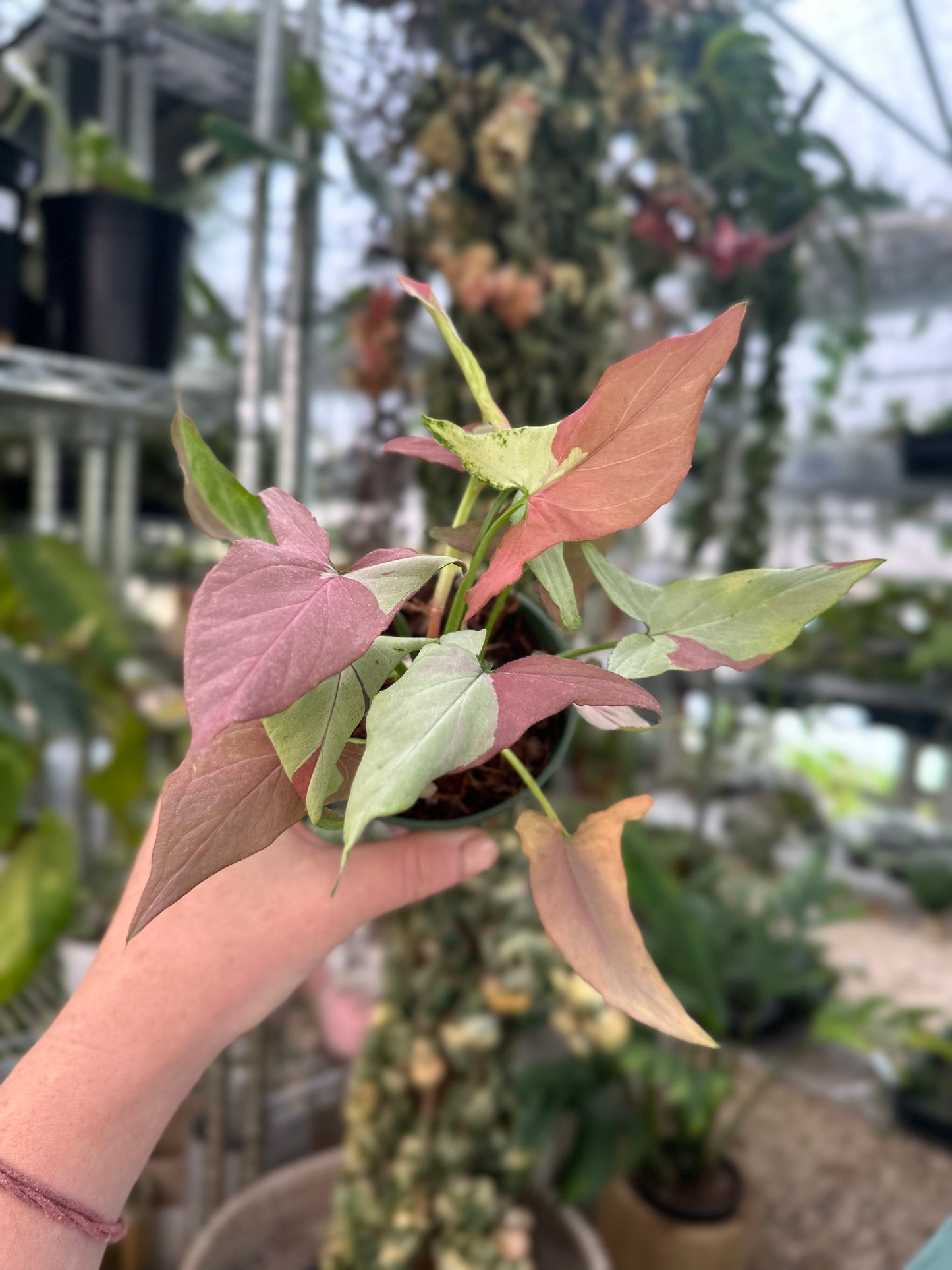 Syngonium Orm Nagpun Variegated