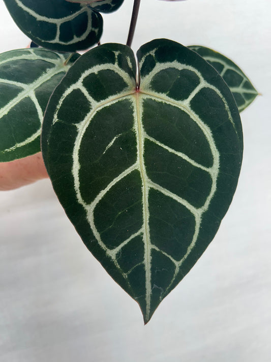 Anthurium “Azkara”