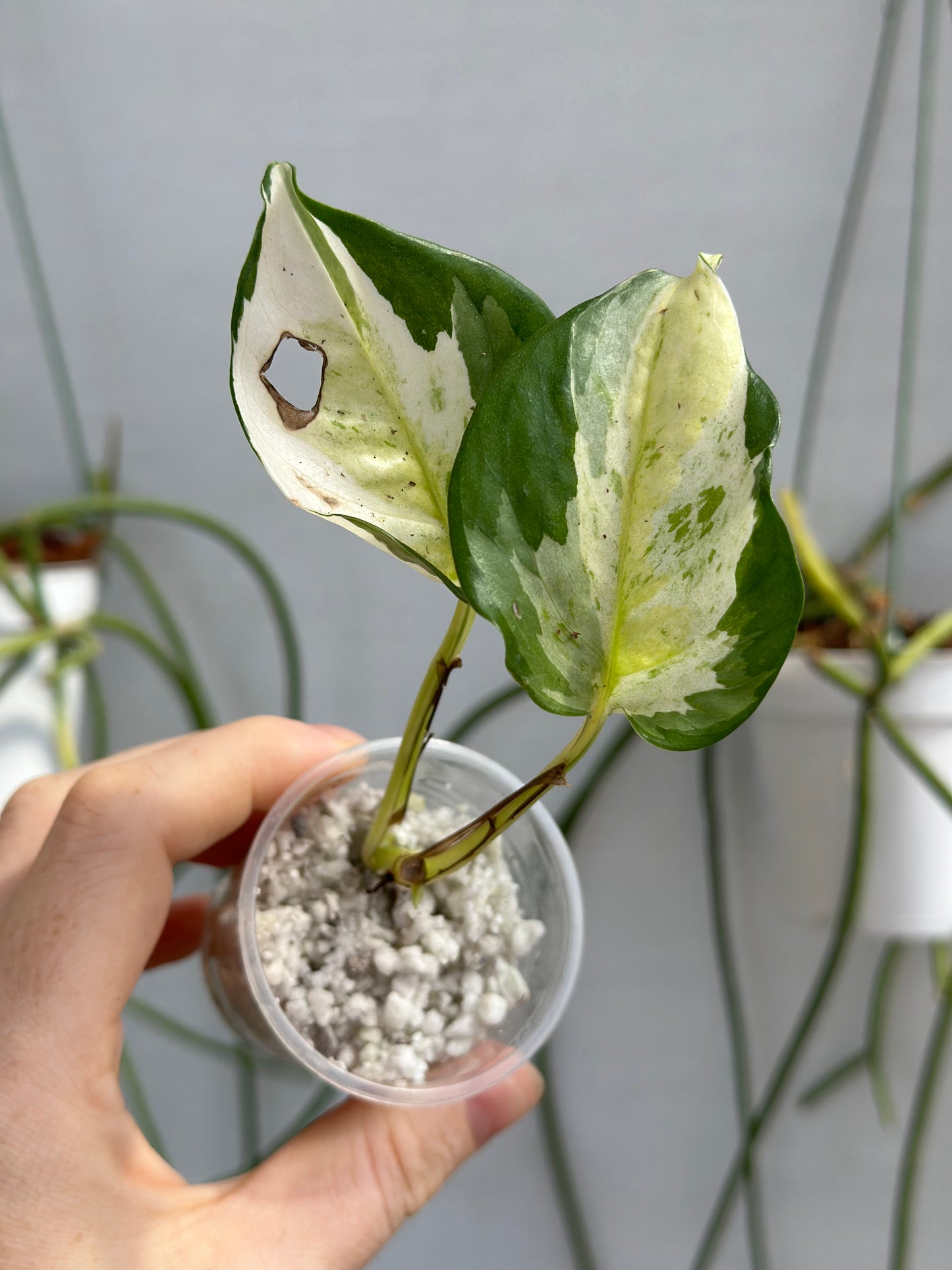 Global Japan Pothos