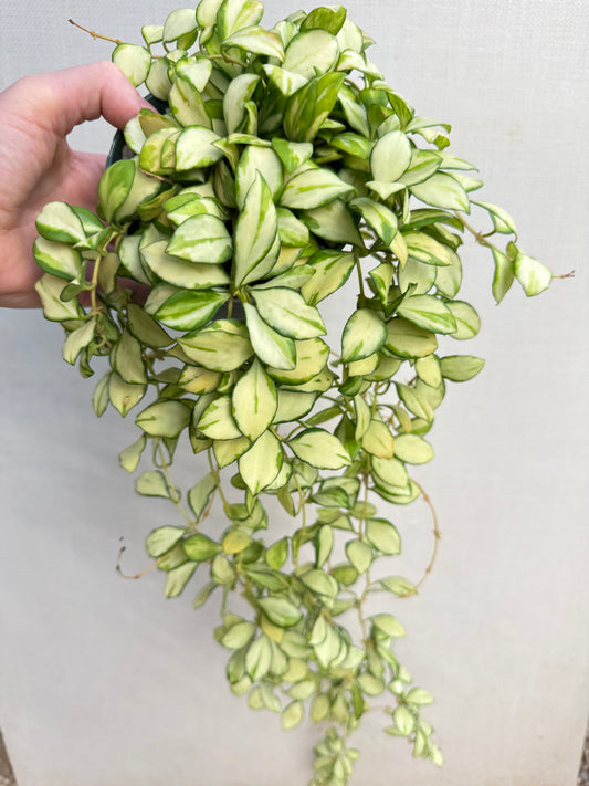 Hoya Heuschkeliana Variegated