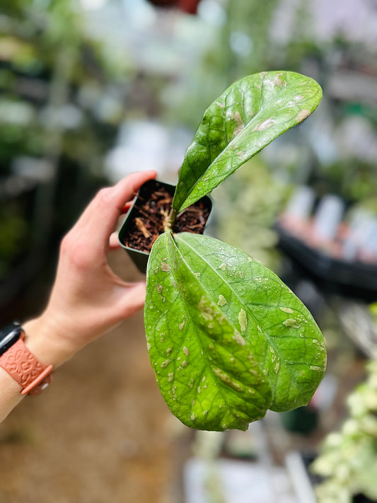 Hoya Saipran