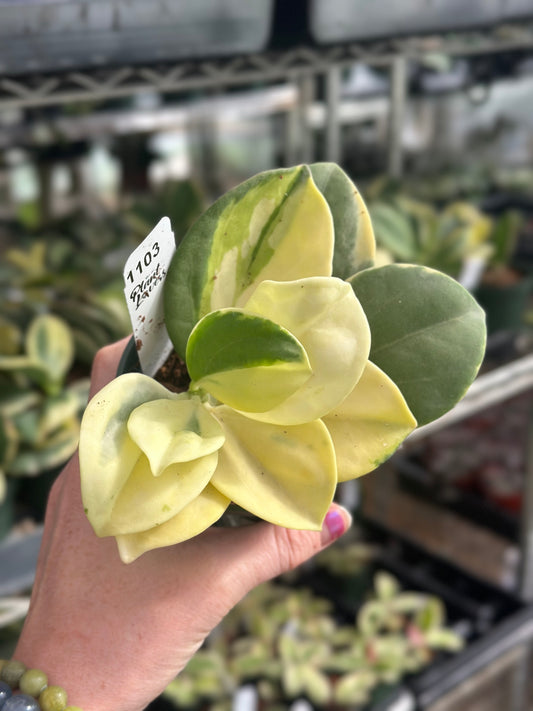 Variegated Pachyclada