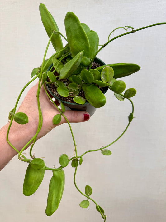 Dischidia Major Mature