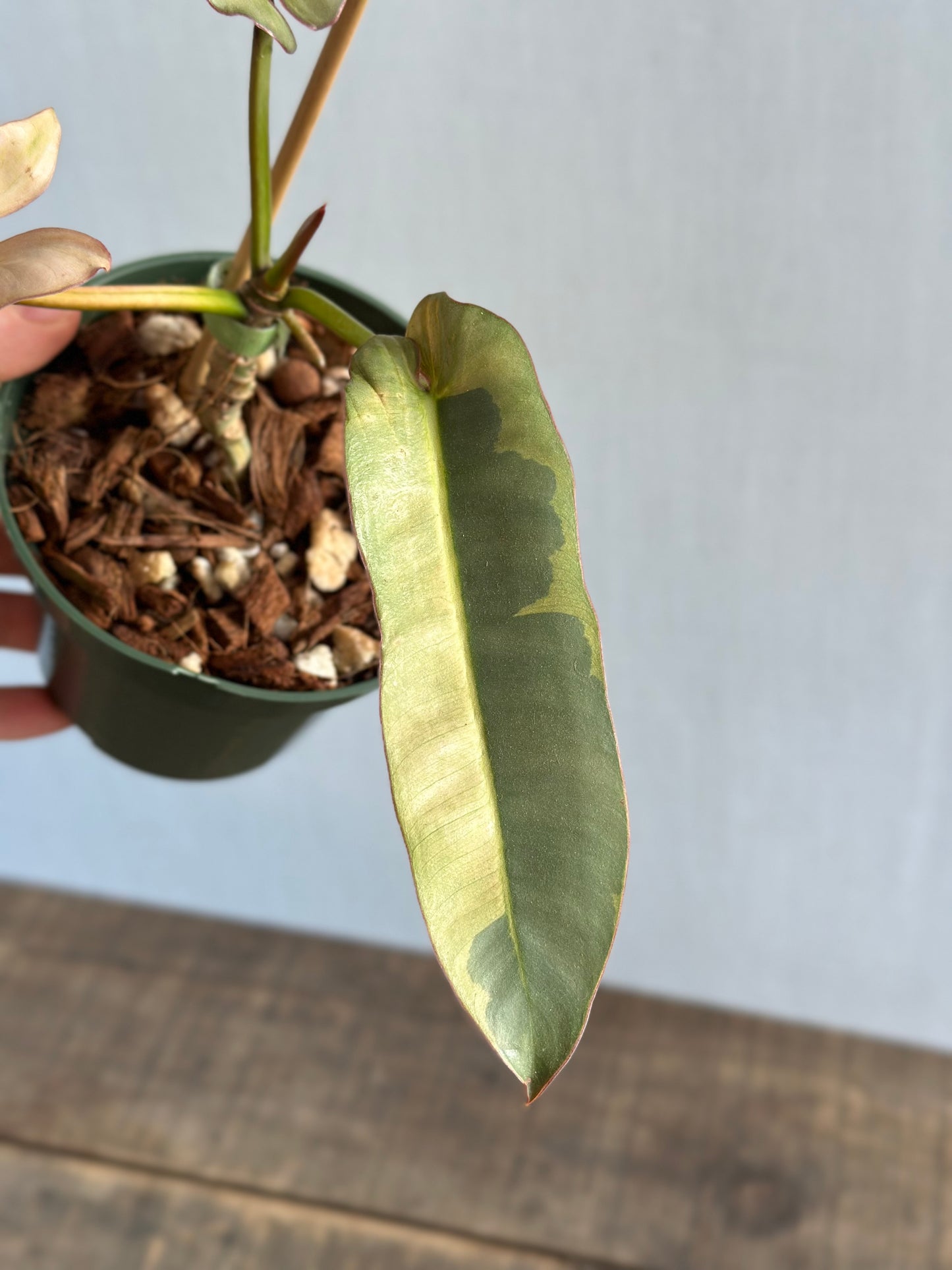 Variegated Philodendron Atabapoense