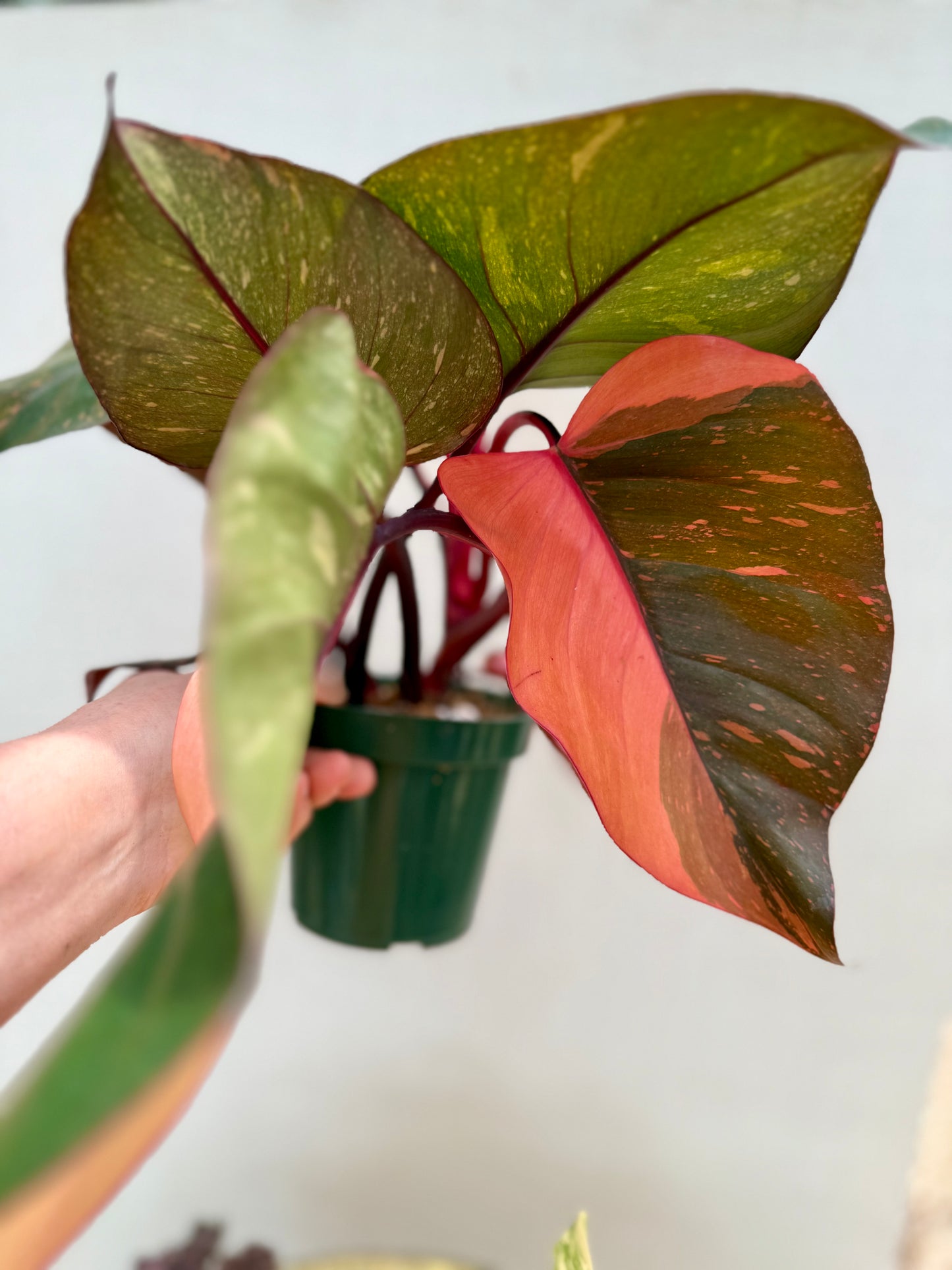 Orange Princess Philodendron