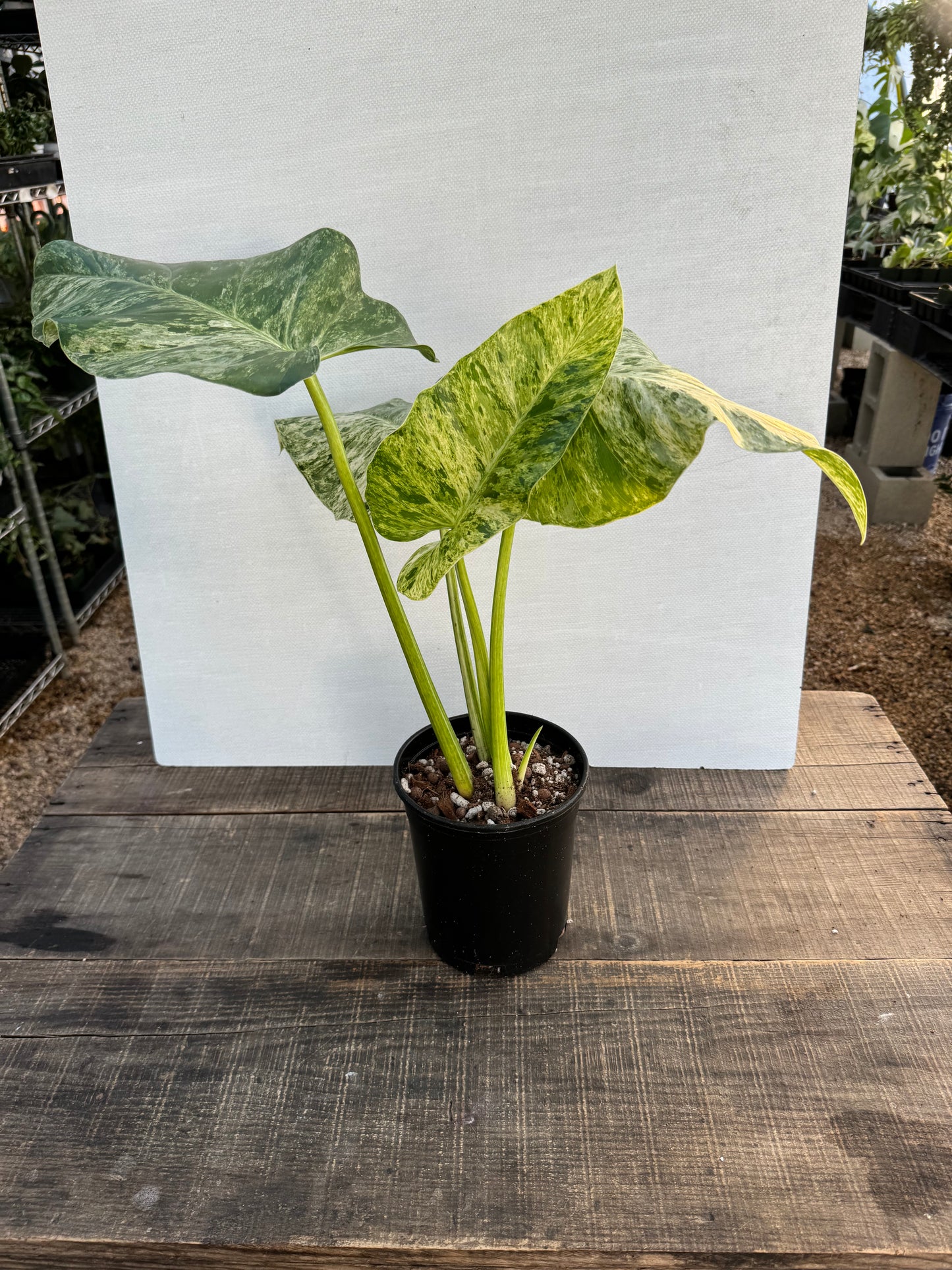 Philodendron Gigantum Marble Blizzard
