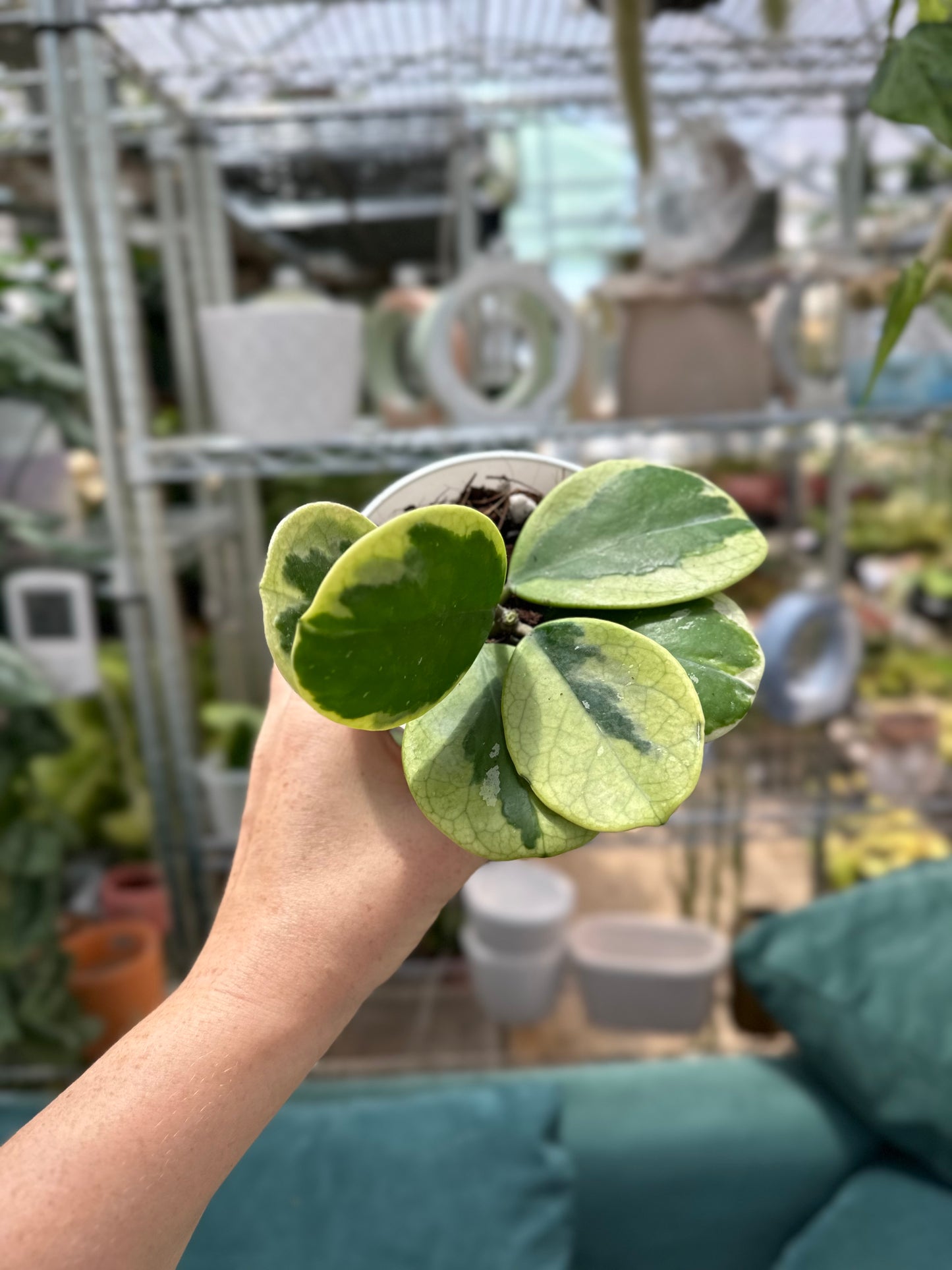 Variegated Obovata White